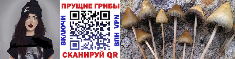 Купить  Бирюч  Галлюциногенные грибы Psilocybine cubensis 